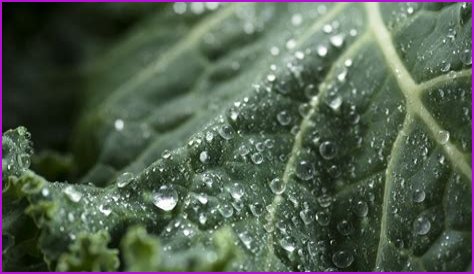 The Dangers of Superfoods